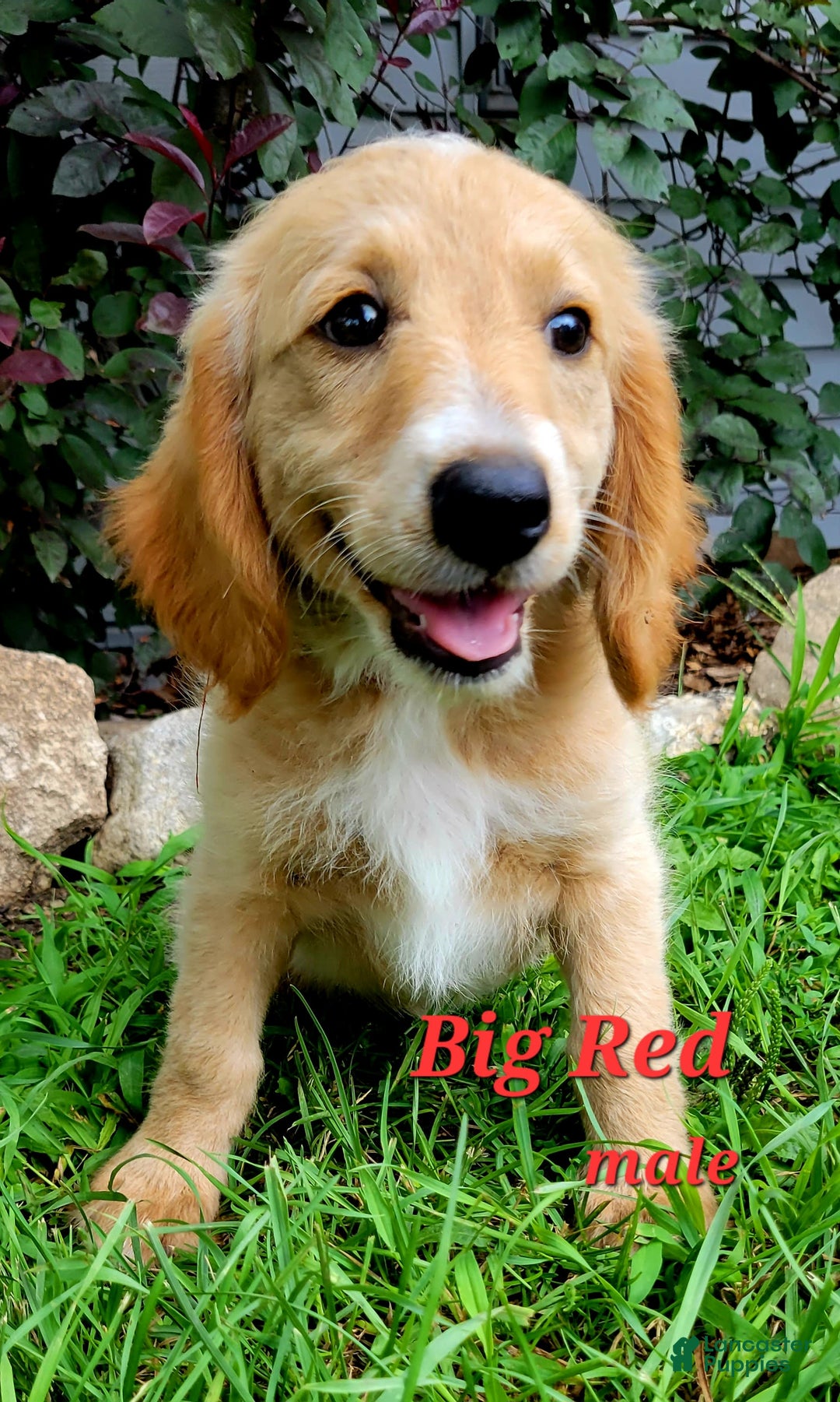 Mini Goldendoodle dogs for sale: Big Red - Image 2