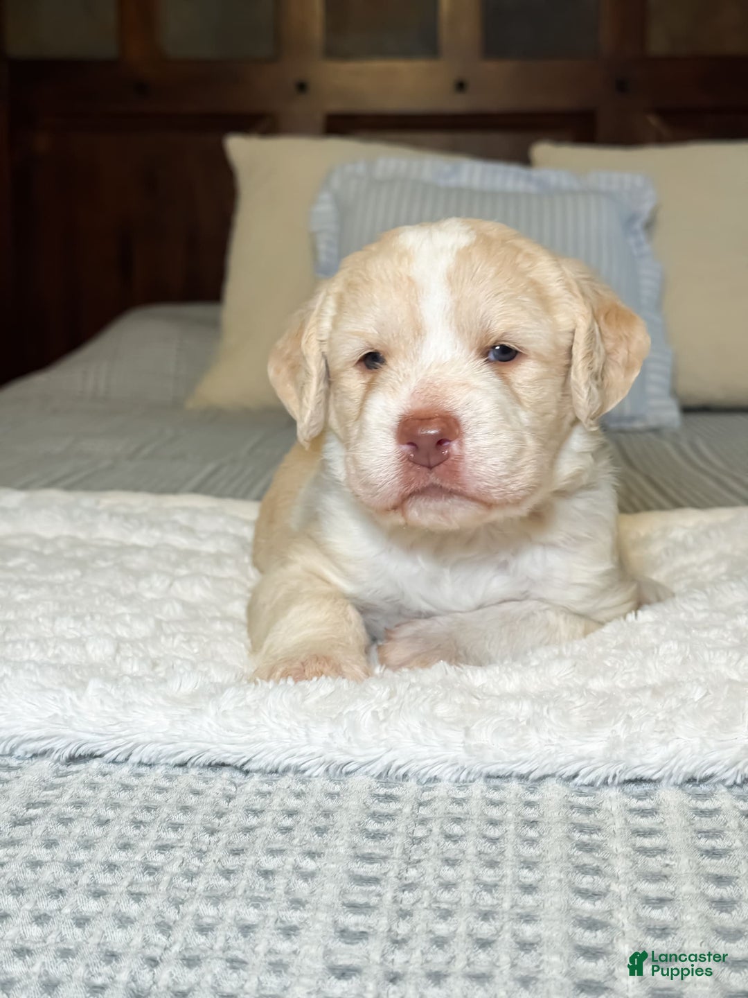 Labradoodle dogs for sale: Pumpkin - Image 4