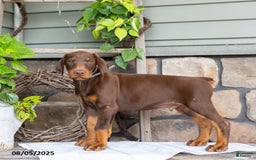 Doberman Pinscher dogs for sale: Ransom - Image 1