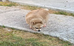 Pomeranian dogs for sale: Giovanna - Image 8