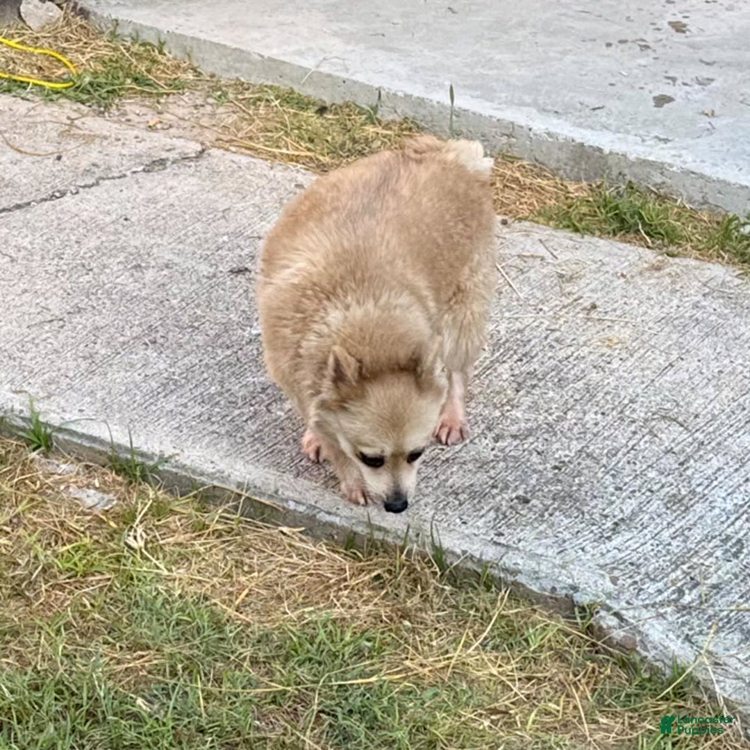 Pomeranian dogs for sale: Giovanna - Image 8