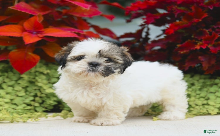 Shih Tzu dogs for sale - Ad 3