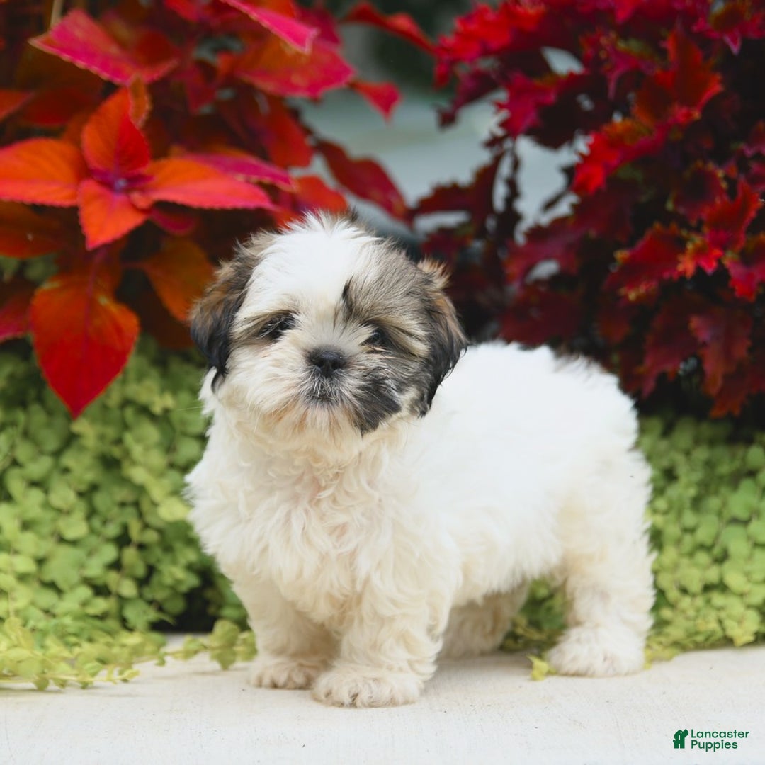 Shih Tzu dogs for sale: Genesis - Image 1