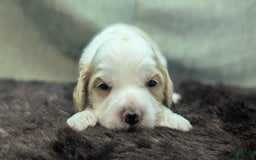 Cockapoo dogs for sale: Hiccup - Image 5