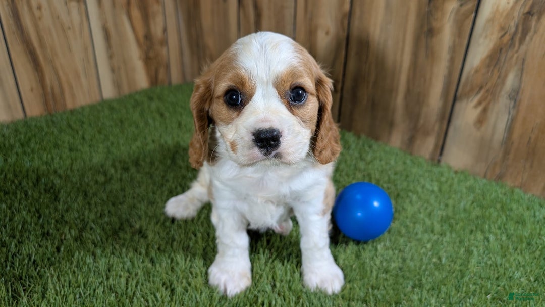 Cavalier King Charles Spaniel dogs for sale: Lucy Boy 1 - Image 13