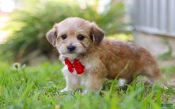 Morkie dogs for sale: Kelvin - Image 1