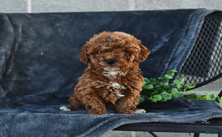 Mini Goldendoodle dogs for sale - Ad 2