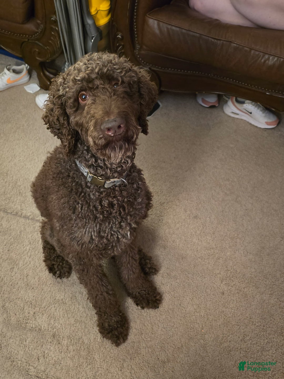 Labradoodle dogs for sale: Brownie - Image 4