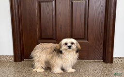 Lhasa Apso dogs for sale: Heather - Image 1