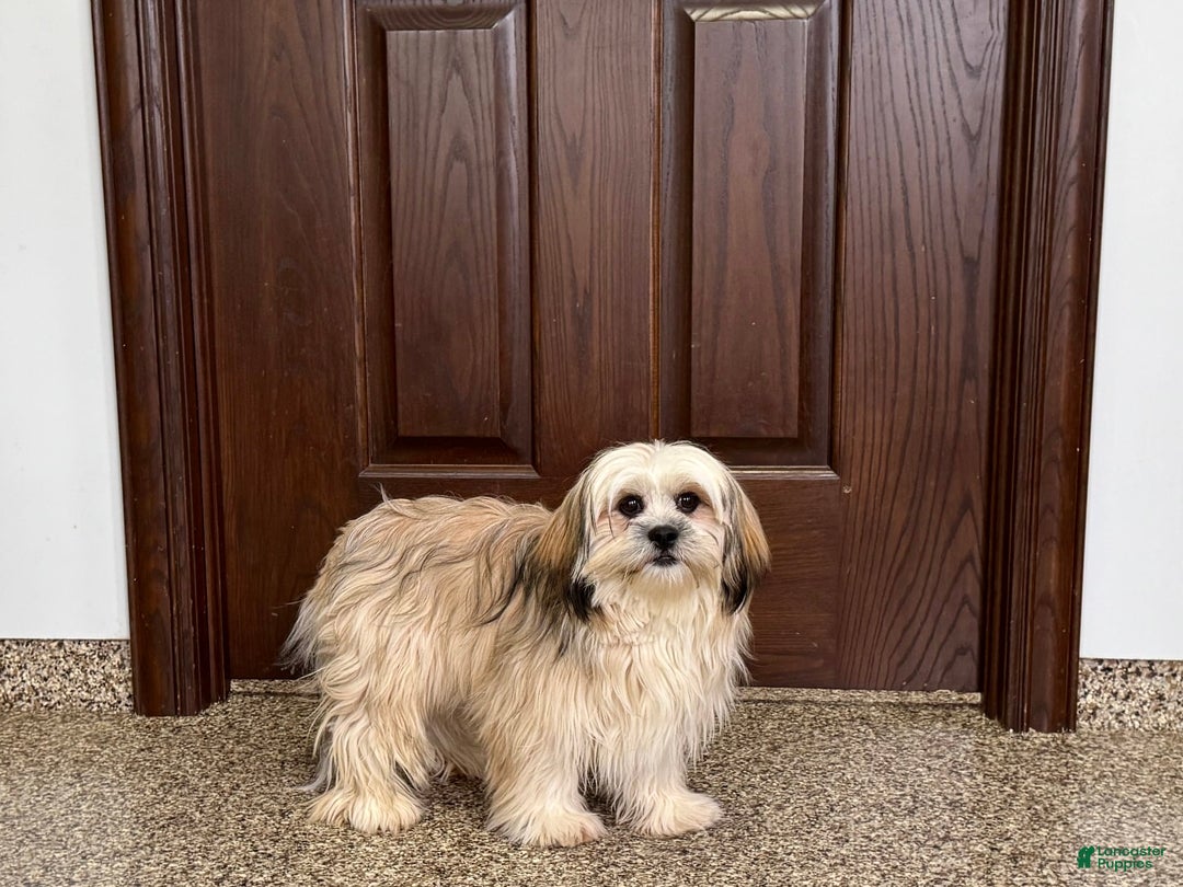 Lhasa Apso dogs for sale: Heather - Image 1