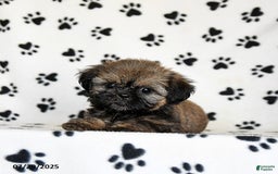 Shih Tzu dogs for sale: Poppy - Image 4