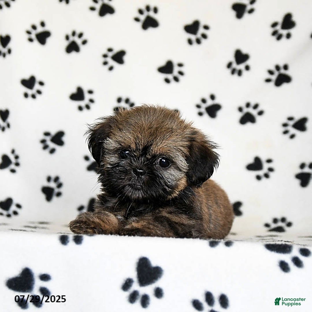 Shih Tzu dogs for sale: Poppy - Image 4