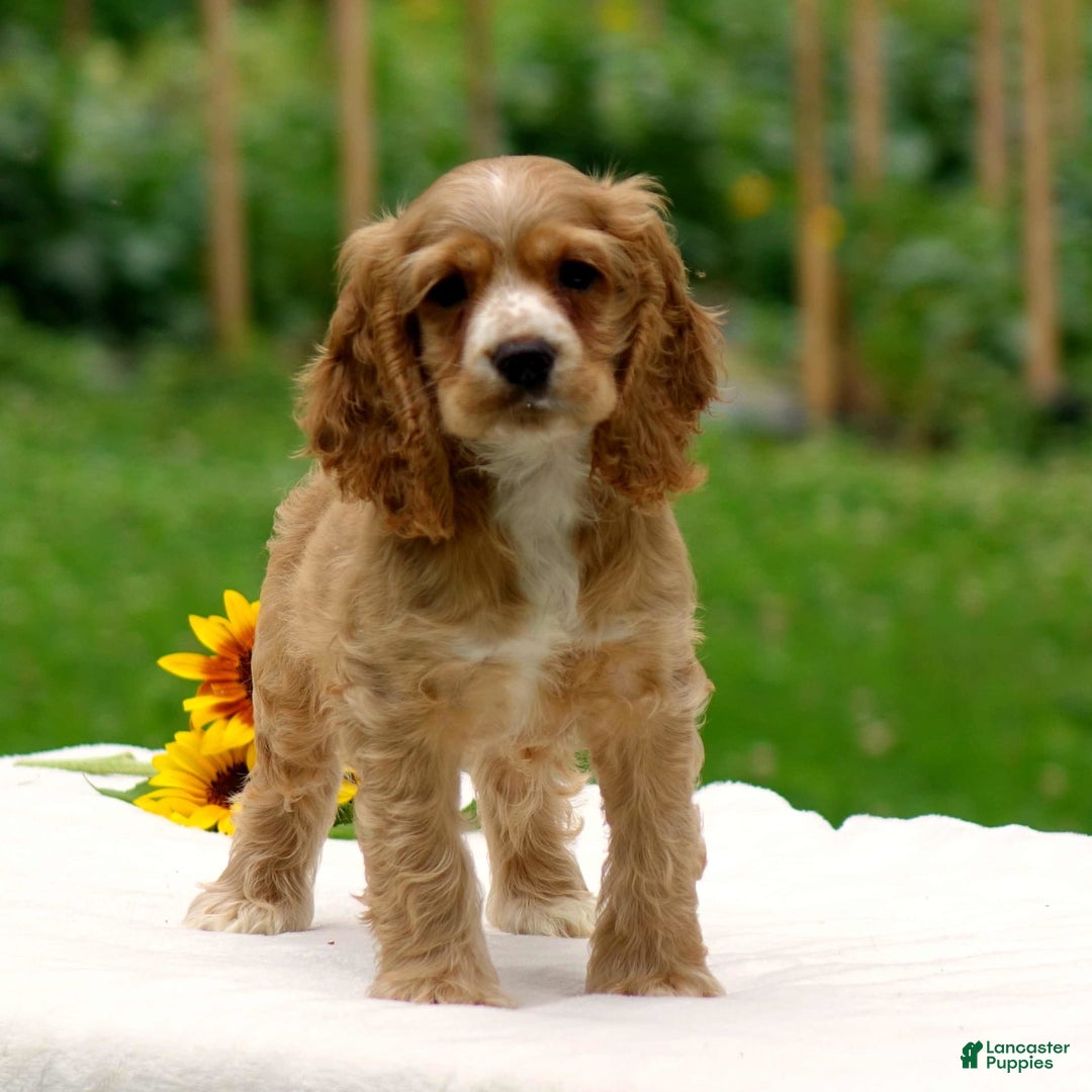 Cocker Spaniel dogs for sale: Tyson - Image 6
