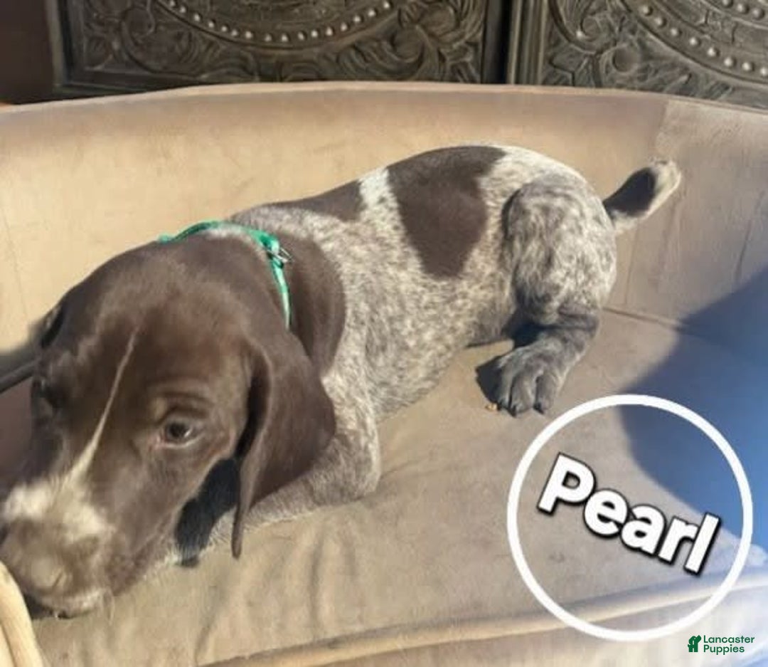 German Shorthaired Pointer dogs for sale: German Shorthaired Pointer 5 puppies - Image 17