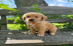 Golden Retriever dogs for sale: Oak - Image 7