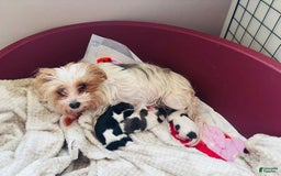 Yorkshire Terrier dogs for sale: Beanie - Image 12