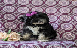 Cockapoo dogs for sale: Charlena - Image 7