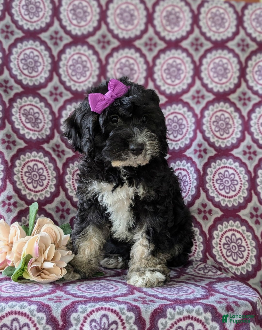 Cockapoo dogs for sale: Charlena - Image 7
