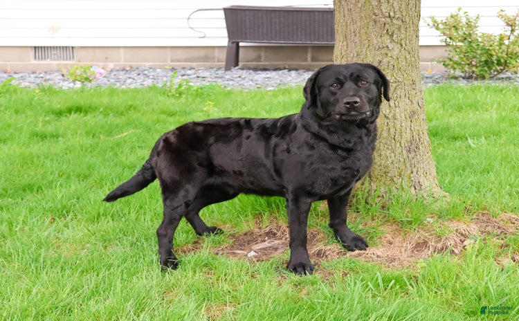 Labrador Retriever dogs for sale - Ad 4