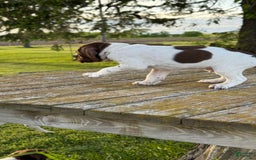 German Shorthaired Pointer dogs for sale: Off White Collar - Image 3