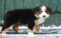Australian Shepherd dogs for sale: Everleigh - Image 5