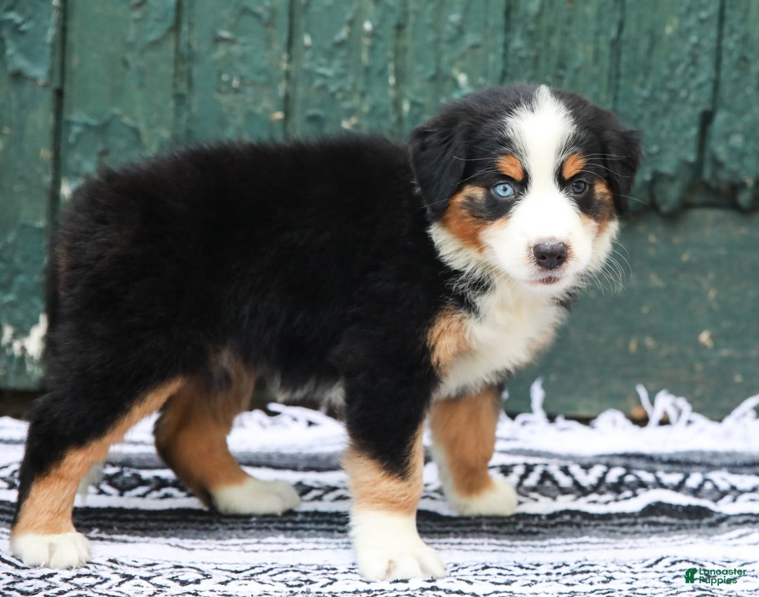Australian Shepherd dogs for sale: Everleigh - Image 5