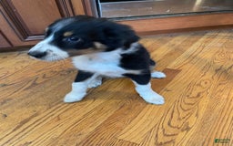 Australian Shepherd dogs for sale: Linus - Image 2