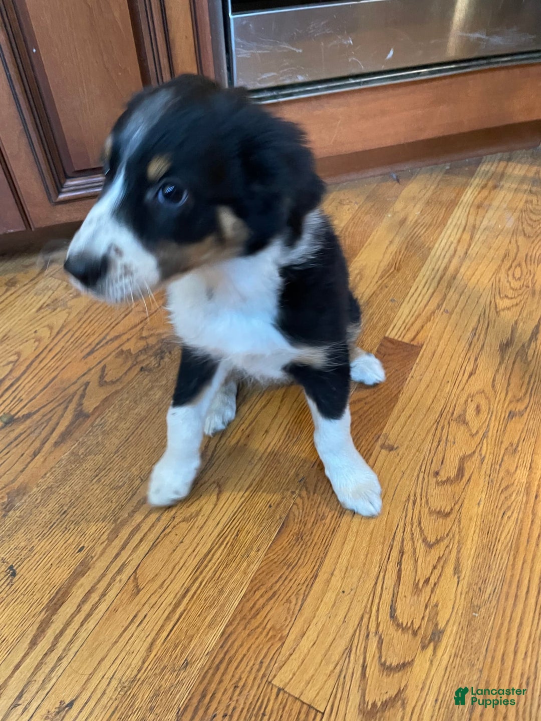 Australian Shepherd dogs for sale: Linus - Image 2