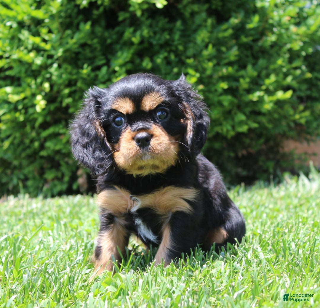 Cavalier King Charles Spaniel dogs for sale: Boomer - Image 4