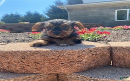 Yorkshire Terrier dogs for sale: Dallas - Image 1