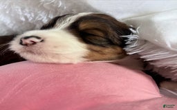 Bernedoodle dogs for sale: Tri Color Girl - Image 4