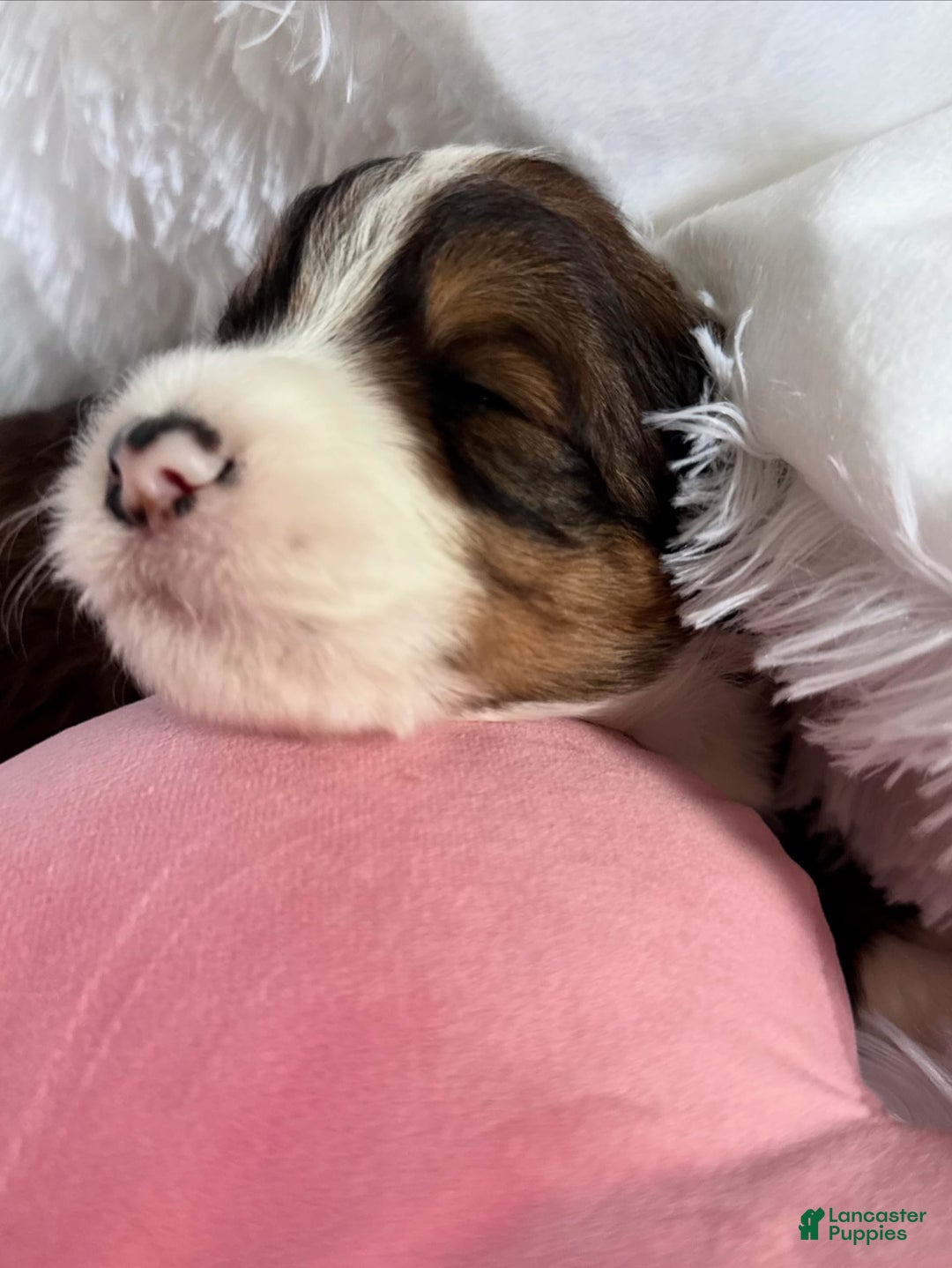 Bernedoodle dogs for sale: Tri Color Girl - Image 4