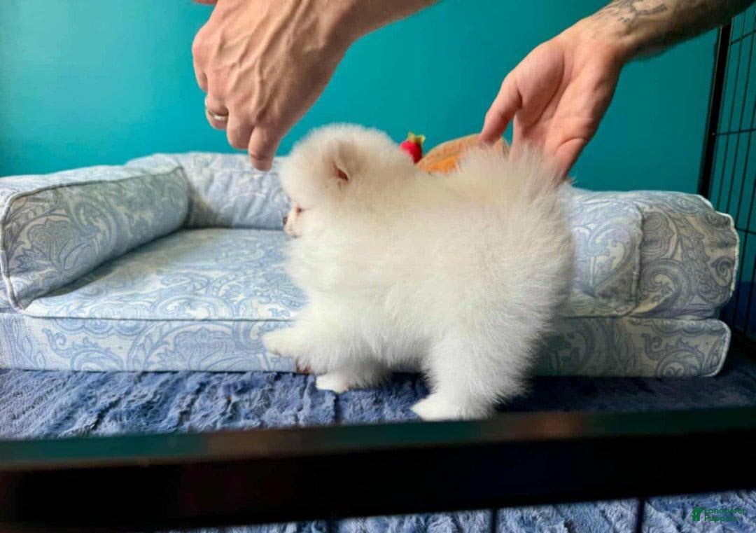 Pomeranian dogs for sale: Sasha - Image 3