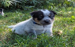 Australian Cattle Dog dogs for sale: Ricky - Image 6