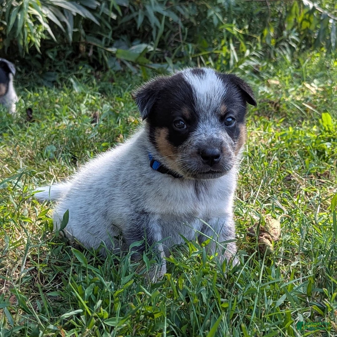 Australian Cattle Dog dogs for sale: Ricky - Image 6