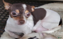 Chihuahua dogs for sale: Spunky - Image 8
