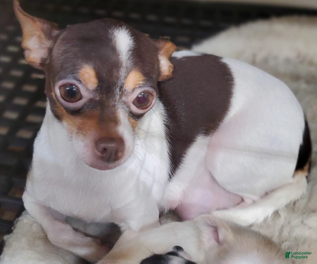Chihuahua dogs for sale: Spunky - Image 8