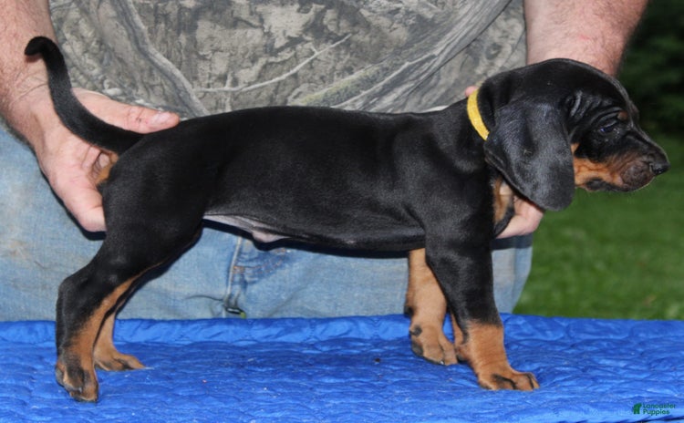 Black And Tan Coonhound dogs - Advert 5