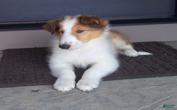 Collie dogs for sale: Bandit - Image 7