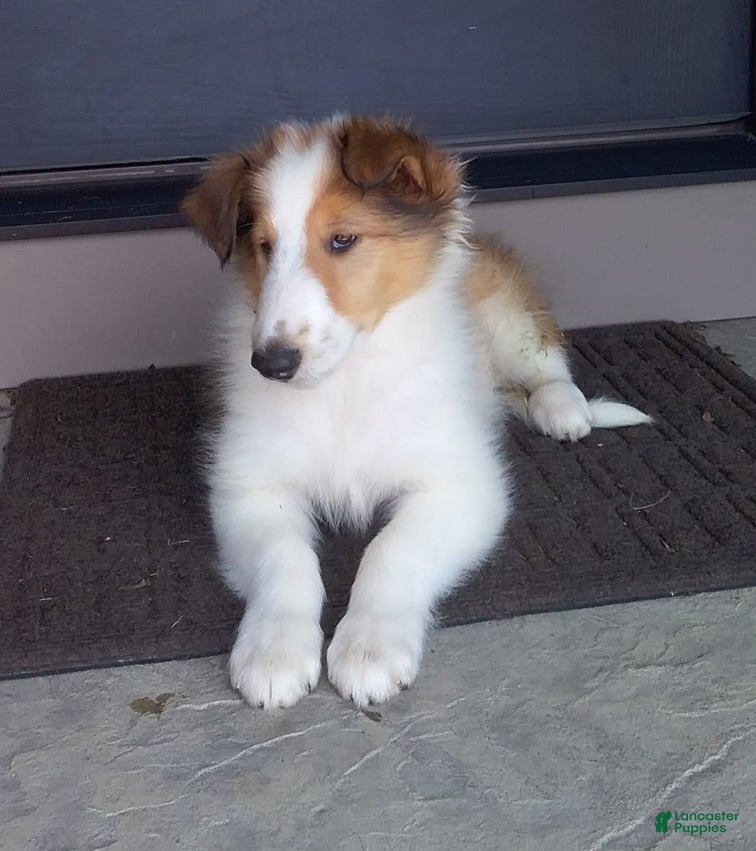 Collie dogs for sale: Bandit - Image 7