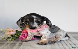 Dachshund dogs for sale: Miss Bailey - Image 8