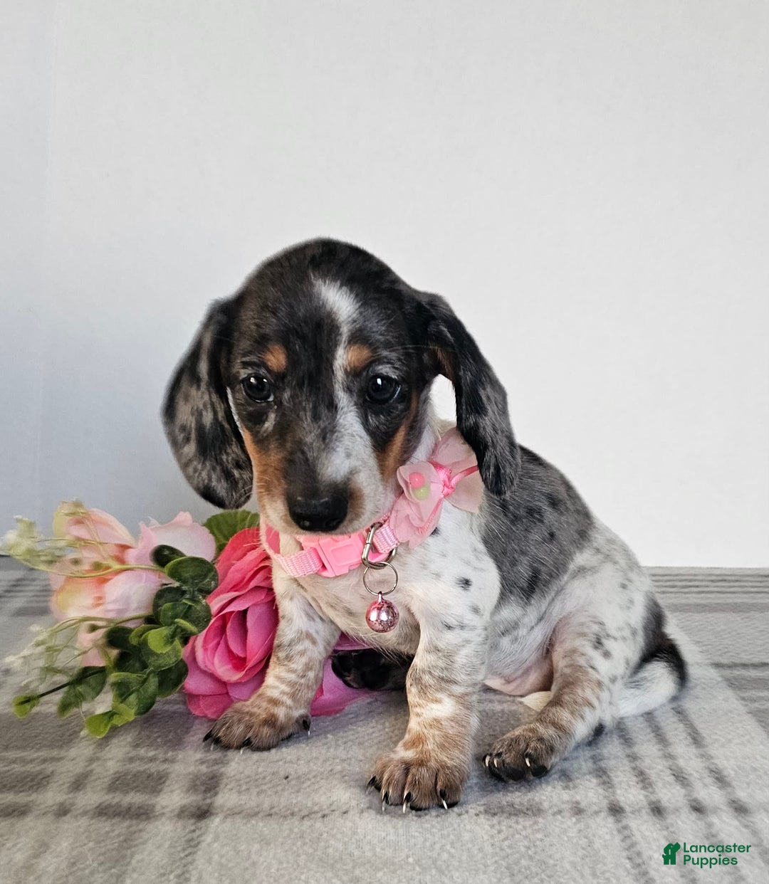 Dachshund dogs for sale: Miss Bailey - Image 8