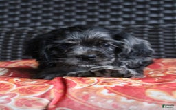 Cocker Spaniel dogs for sale: Oceon - Image 10