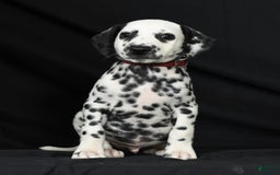 Dalmatian dogs for sale: Cole - Image 6