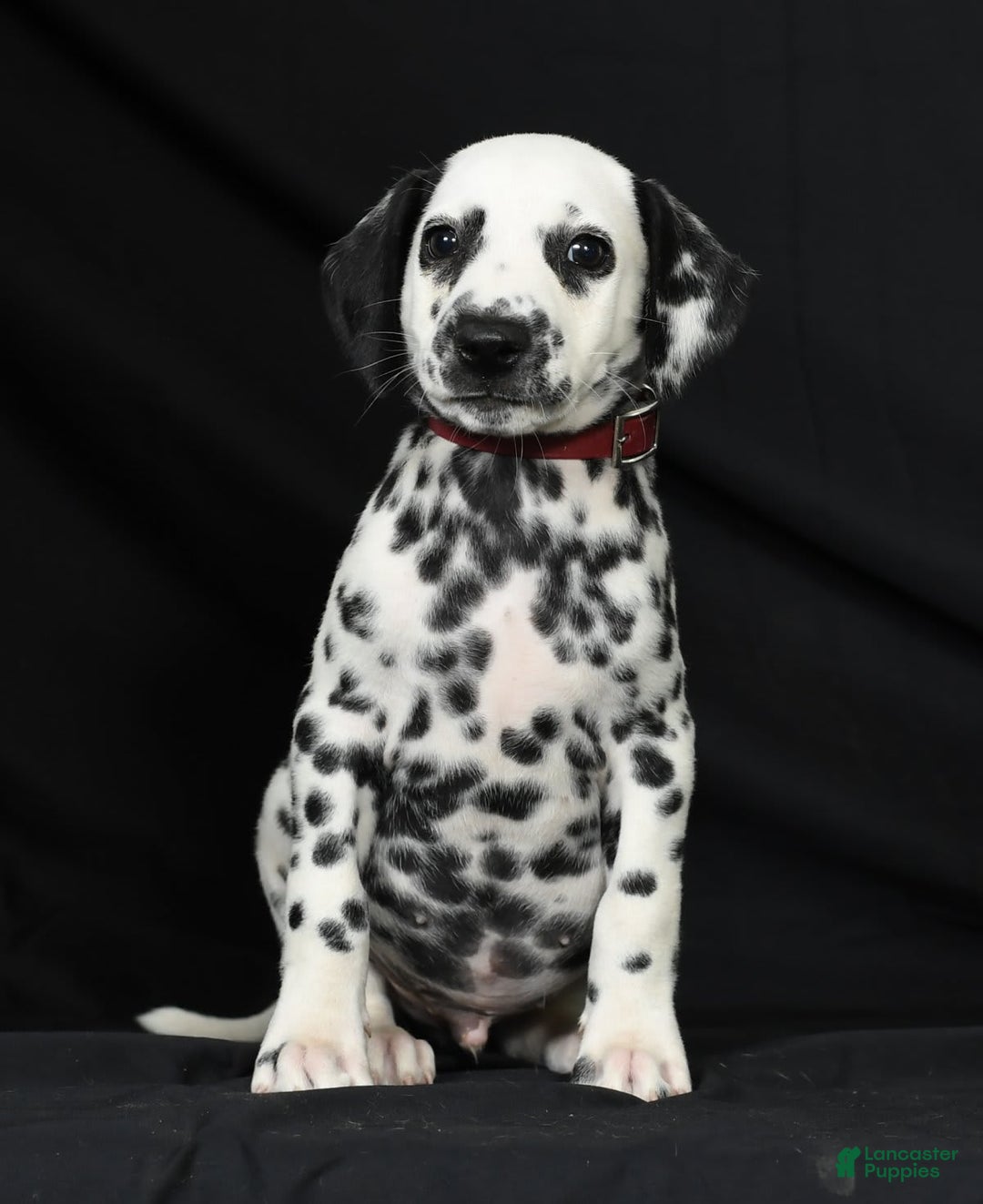 Dalmatian dogs for sale: Cole - Image 6