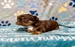 Chihuahua dogs for sale: Theodore Chocolate Lc - Image 8