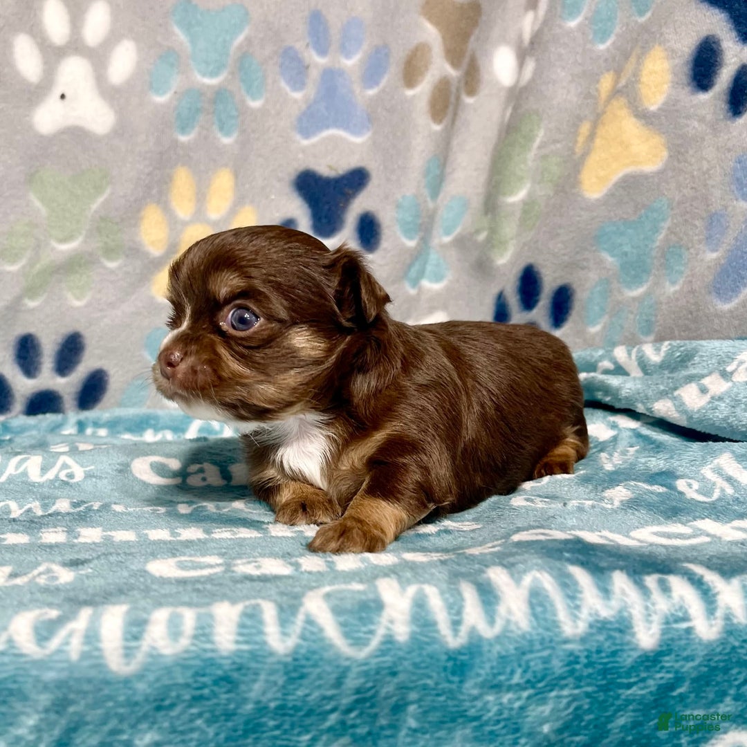 Chihuahua dogs for sale: Theodore Chocolate Lc - Image 8