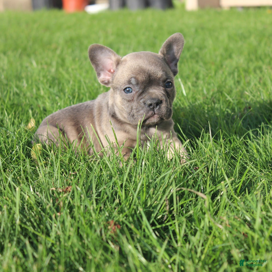 French Bulldog dogs for sale: French Bulldog 3 puppies - Image 36