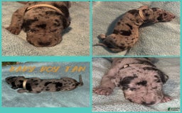 Great Dane dogs for sale: Baby Boy Tan - Image 1