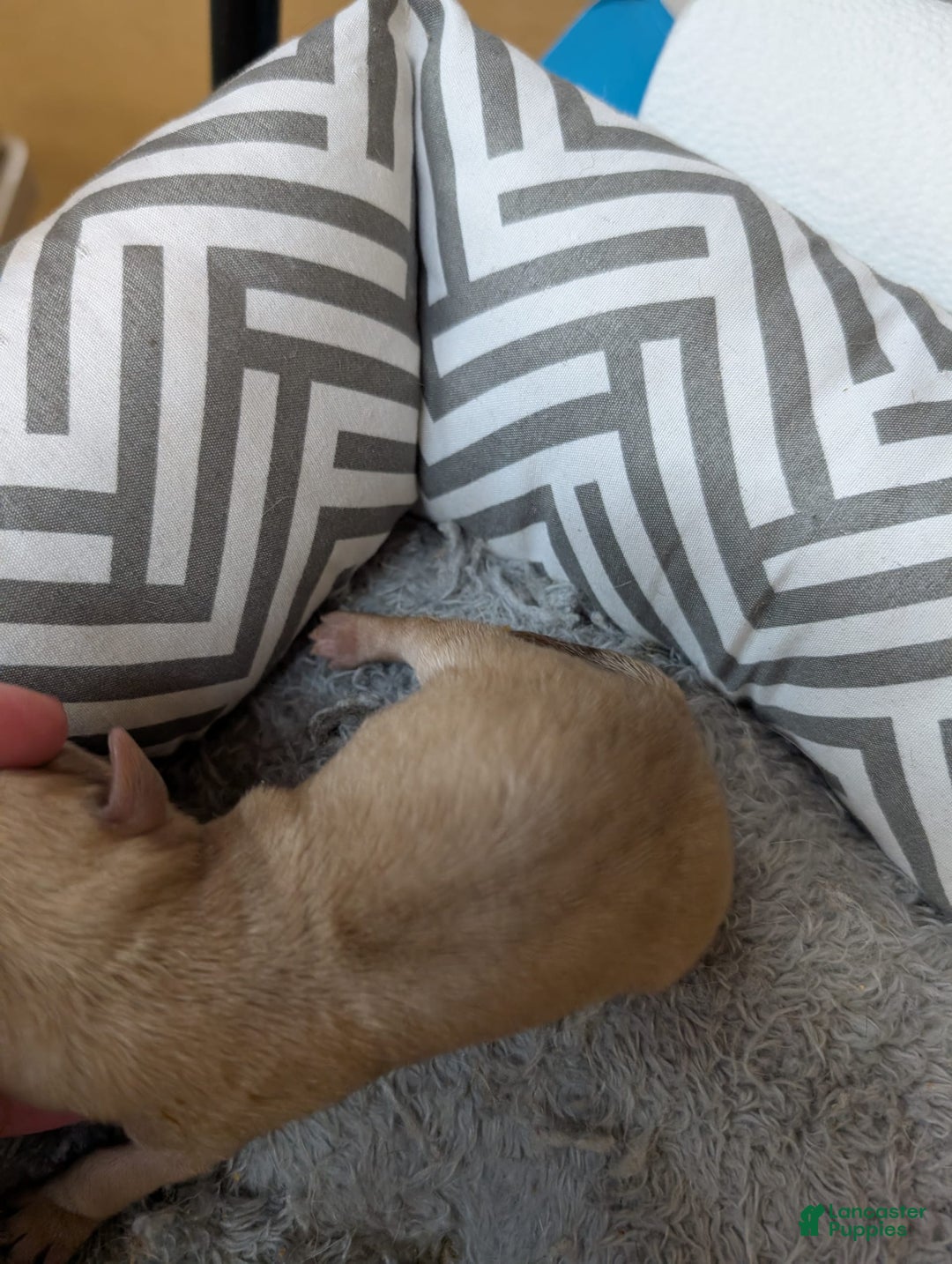 Chihuahua dogs for sale: Xavier - Image 3